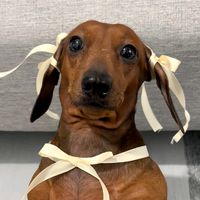 godivathedachshund