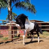 rancho.el.fuerte2