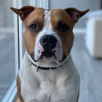 tambor_el_consentido