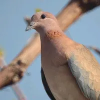 original sound - madina.kenjakarae