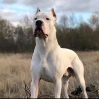 dogosargentinossantacruz