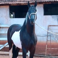 centaurohogsaojorge