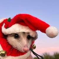 opossum.mews