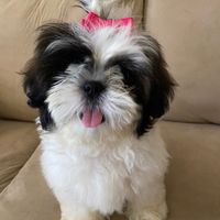 harleyshihtzu