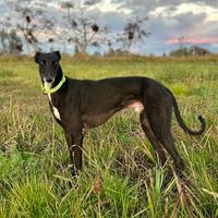 galgosmelipilla