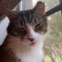 robbybob_ttv