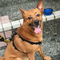 原聲 - 豆豆日記