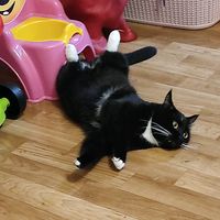 оригинальный звук