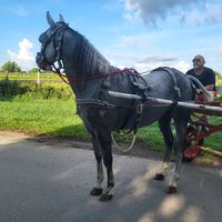 horsemiami1