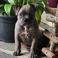 oliver.bully