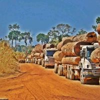 mafia_da_tora.7ro.mt.am