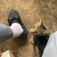 Papa liat aku bernyanyi