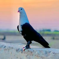 muhammad_qasim_official