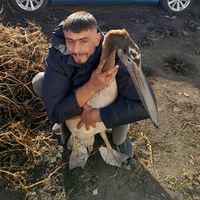 anatolii1111110