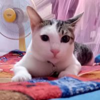 sirimanongsonboon