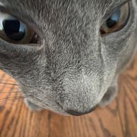 kiara_v20