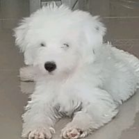 aresyzeus4