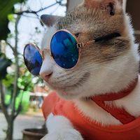 suara asli - april