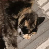 original sound - .hammid