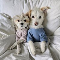 peakepups