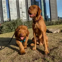 Sancho y Bruno quieren salir