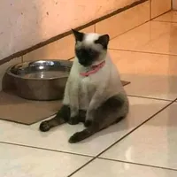 original sound - mariostq