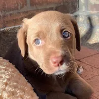 original sound - nalalupe