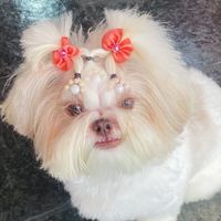 luna.lovegood.shihtzu