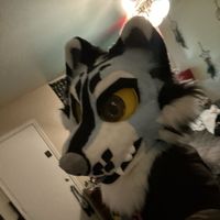 turbohusky19