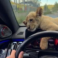 оригинальный звук