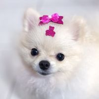 belle_poms