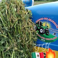 agro.forrajes_hidalgo