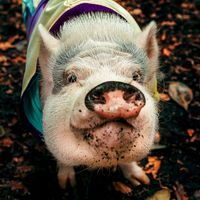 ibipig