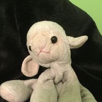 asorrylamb