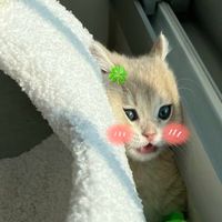 original sound - jubjibwithcheepim