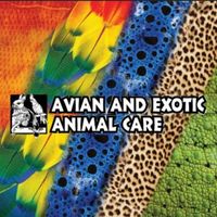 avianandexotic