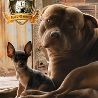 deluxpinscher