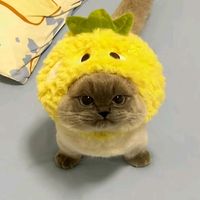 daily.xiaojie.cat_