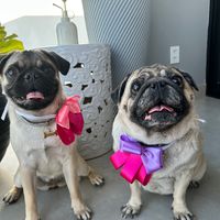pugscitas
