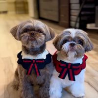 therealshihtzusophie