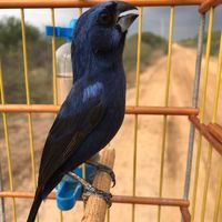 azulao.tarado.e.magnata