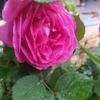shereen.m.88