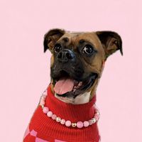 dollytheboxerofficial