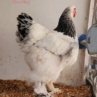 sbd_breeding