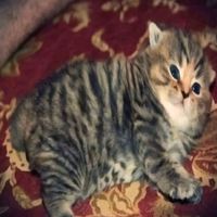 оригінальний звук