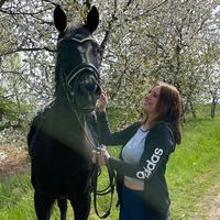 dream.oldenburgerstute