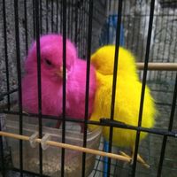 suara asli - Gaspard