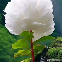 saeedullah3232