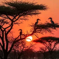 original sound - walaal.taaj