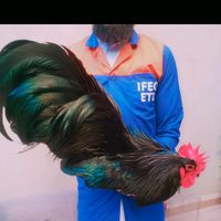 chikenchiken0.2